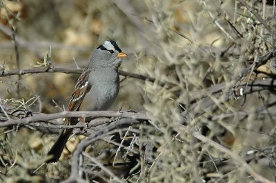 White-crowned Sparrow 2