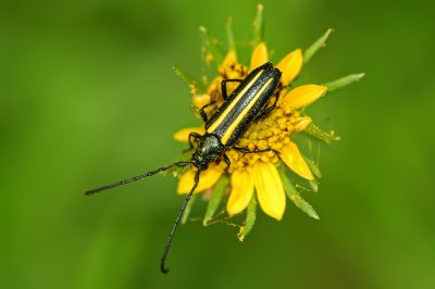 Pleasing Mannophorus