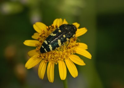 Buprestid Beetle