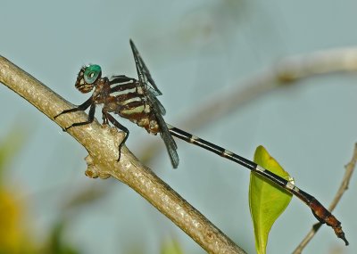 Clubtailed Dragonfly