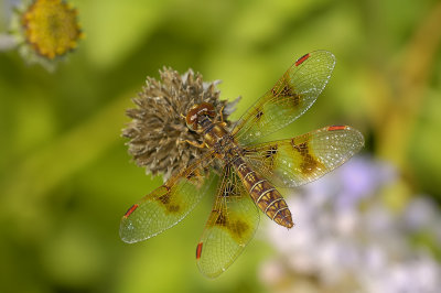 Eastern Amberwing - Female