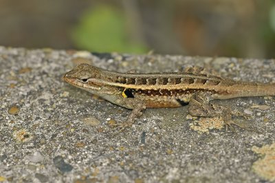 Rose-belly Lizard