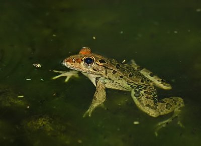 Rio Grande Leopard Frog
