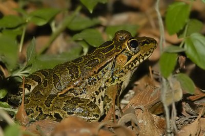 Rio Grande Leopard Frog 2