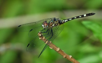 Swift or Checkered Setwing