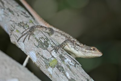 Texas Spiny Lizard