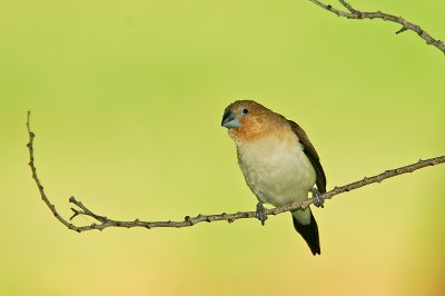 African Silverbill with Grasslands Backdrop