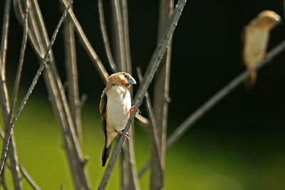 African Silverbill at Pond