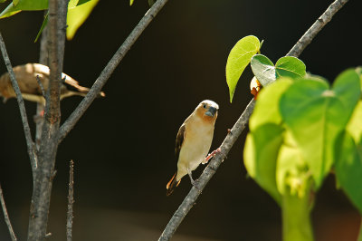 African Silverbill Checking Me Out