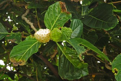 Noni Fruit