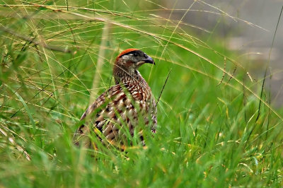 Erckel's Francolin