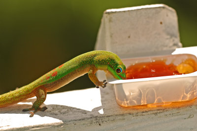 Gold Dust Day Gecko at Jelly 2