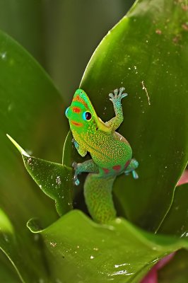 Gold Dust Day Gecko in Plant