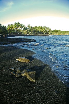Green Sea Turtle at Black Sand Beach (at Punalu'u) 2