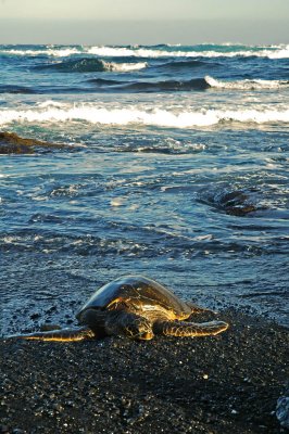 Green Sea Turtle at Black Sand Beach 3