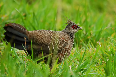 Kalij Pheasant Female