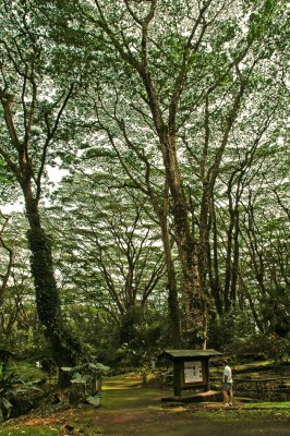 Lava Trees State Park