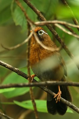 Melodious Laughing Thrush (Hwamei)