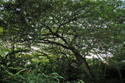 Monkeypod Tree, 'Ohai