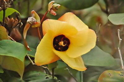 Ornamental Hibiscus - Hau