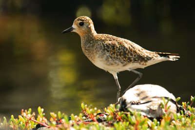 Pacific Golden Plover at Calm Pond