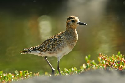 Pacific Golden Plover at Pond