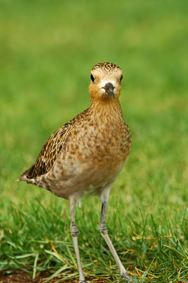 Pacific Golden Plover Frontal