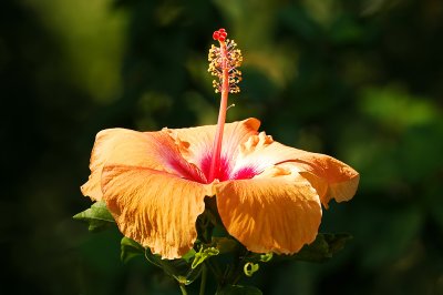Peach Hibiscus 2