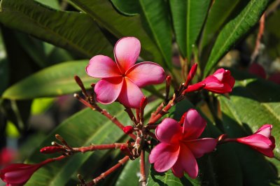 Plumeria