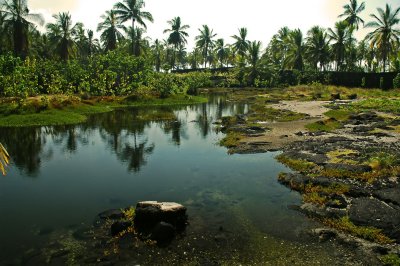 Ponds Where Birds Bathed