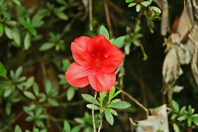 Red Flower