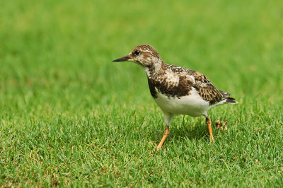 Ruddy Turnstone