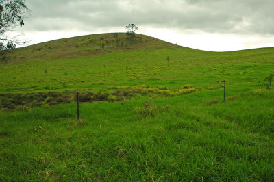 Saddle Road Grasses