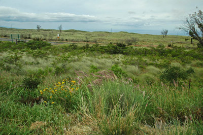 Saddle Road Grasslands