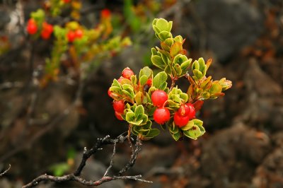 Shrub - Ohelo