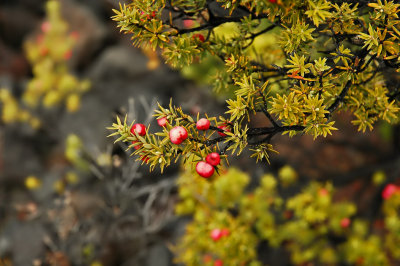 Shrub 2 - Pukiawe