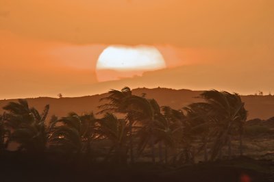 Sunset Behind Palms