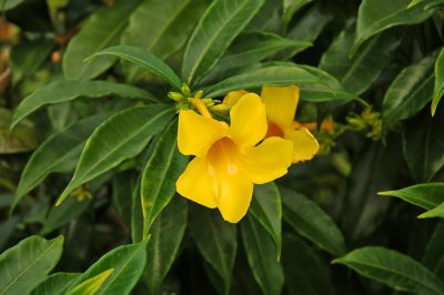 Yellow Flowers (Tecoma?)