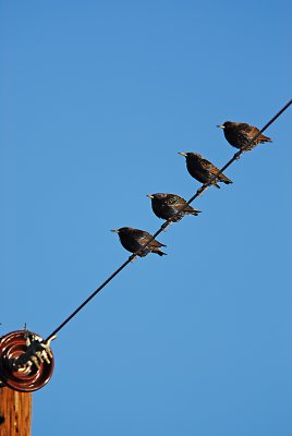 European Starlings