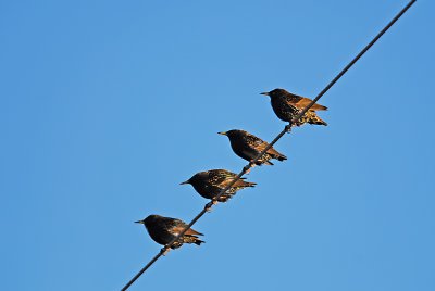 European Starlings