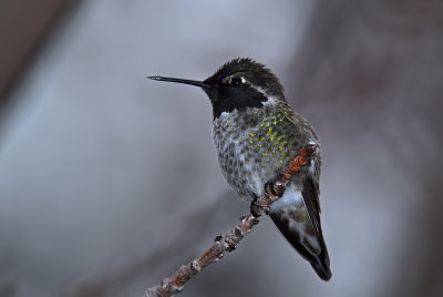 Anna's Hummingbird Male 2