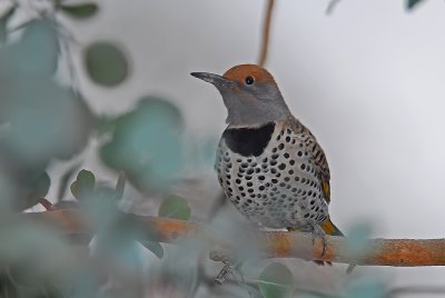 Female Gilded Flicker