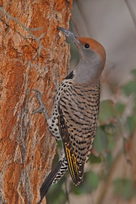 Female Gilded Flicker 2