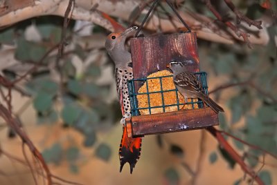 Female Northern Flicker & White-Crowned Sparrow