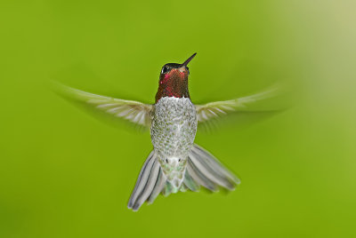 Anna's Hummingbird