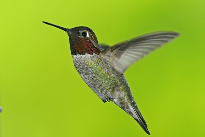 Anna's Hummingbird 3
