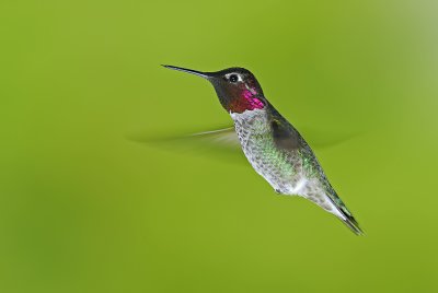 Anna's Hummingbird 4