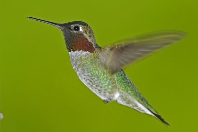 Anna's Hummingbird 5