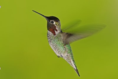 Anna's Hummingbird 6