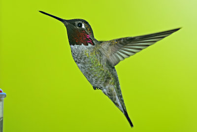 Anna's Hummingbird 7